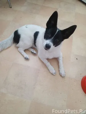 Эту малышку мы нашли бегающую ...