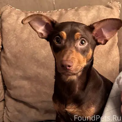 Потерялась собака. Коричневый ...