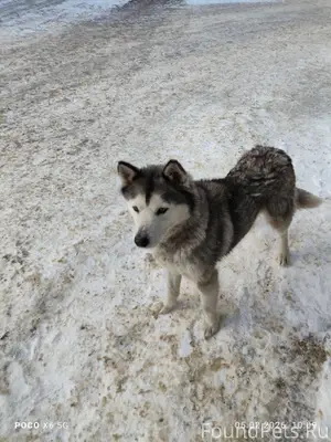 Потеряшка прибилась к организа...