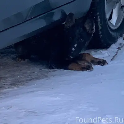 Мурманск. Кто потерял? https:/...