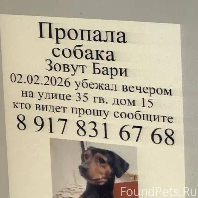 Добрый вечер , пропала собака ...