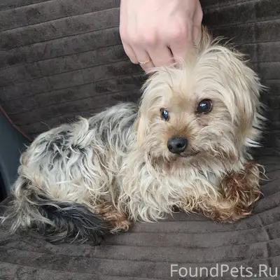 Пёс, за 7 лет, по виду...