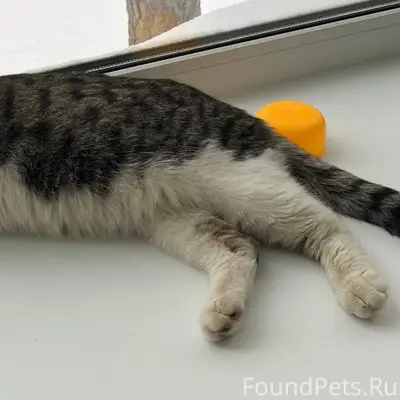 Чей потеряшка? Был найден на Т...