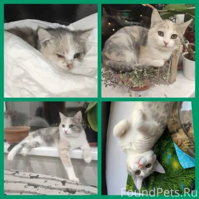 История жизни нашей котейки в ...