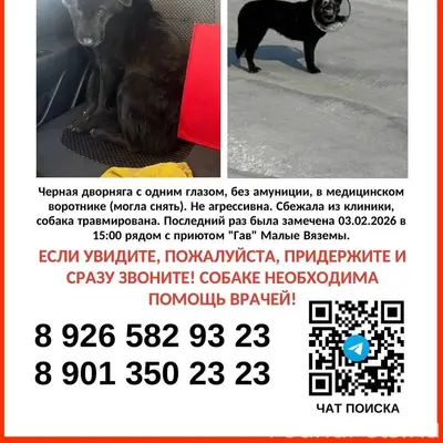 🆘🆘🆘 СРОЧНО! Ищем собаку в воро...