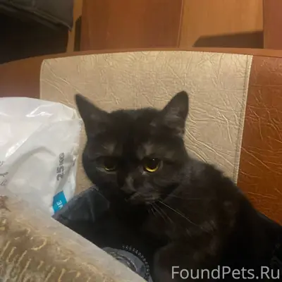 Найден котенок,на вид нескольк...