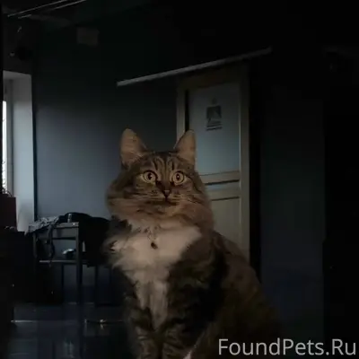 Дорогие друзья , просим помочь...