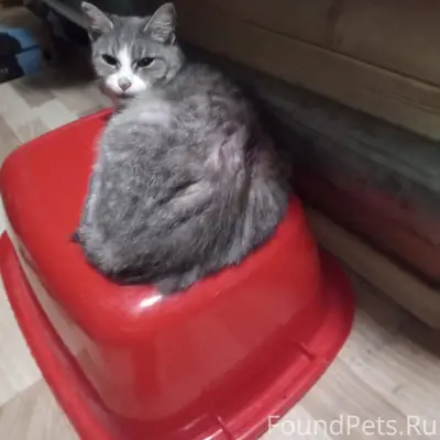 Кто видел кошку в районе Сорок...