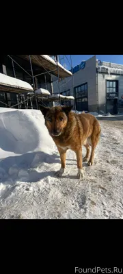 #Калуга Ищем собаку,пропавшую ...