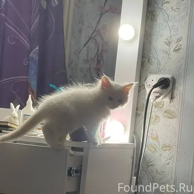 Пропал котёнок, зовут Смоки, в...