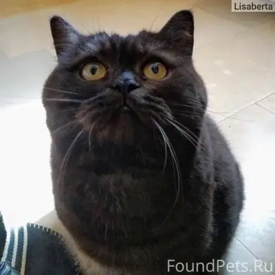 Чей потеряшка❓‼️ Появился коти...