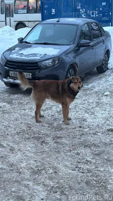 Замечена собака с ошейником на...