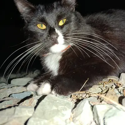 Пропал кот в районе Гастелло, ...