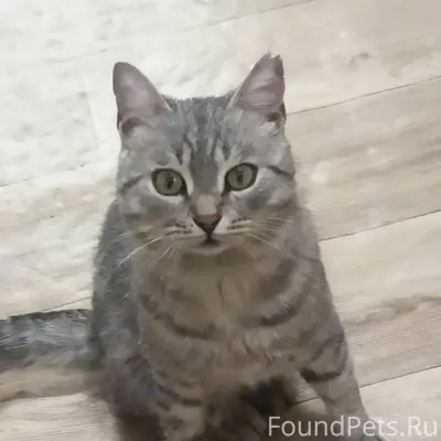 Пропал кот в районе улиц Войко...