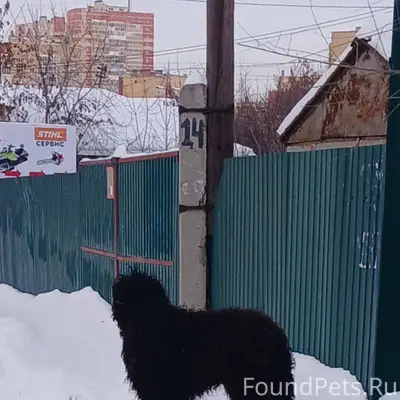 Срочно!!! Бегает породистый, д...