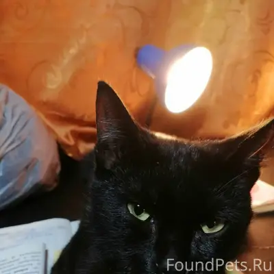 Пропал кот.В районе Заводская-...