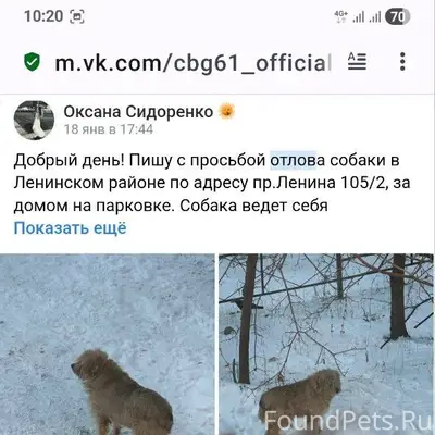 ПОМОГИТЕ НАЙТИ! Собака жила в ...