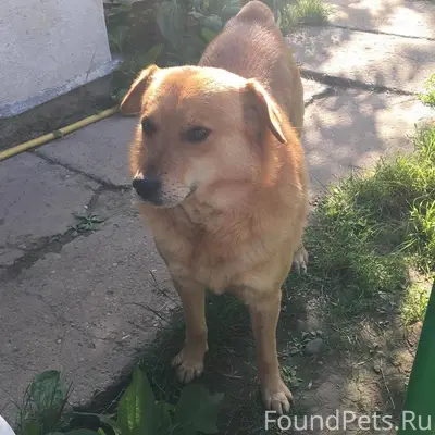 Пропала наша любимая собака, н...