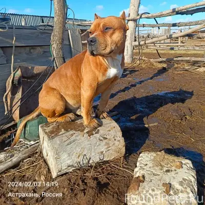 Здравствуйте, пропала собака, ...