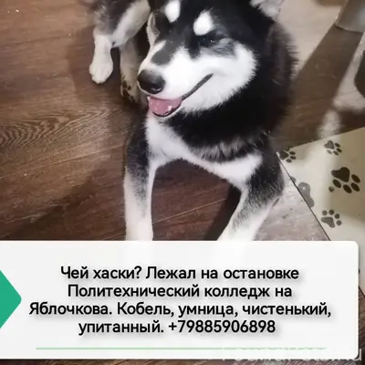 На улице Яблочкова найден кобе...