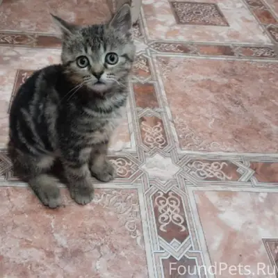 Пропал кот на улице Маршака, м...