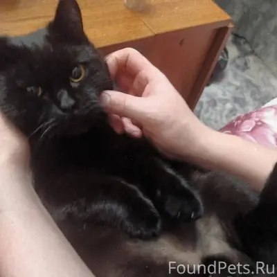 Потерялся кот! Пропал вчера, т...