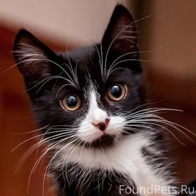 Пропали 3 котенка. Первый: сер...