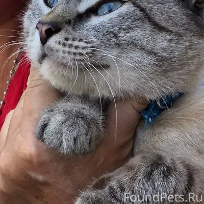 Найден кот в Советском районе....