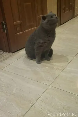 Помогите найти хозяина. На Сев...