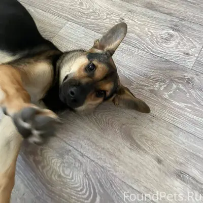 ПРОПАЛА СОБАКА,на Куликова,при...