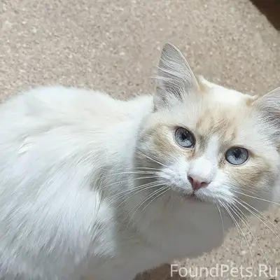 Пропал кот кличка "КАСПЕР"по у...