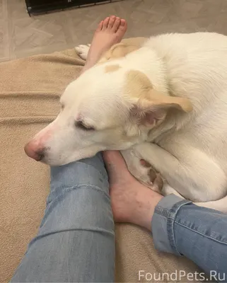 Кстати, это собаке-обнимаке се...