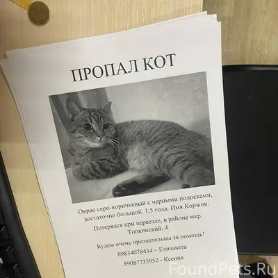 ПРОПАЛ КОТ 06.02.2026 примерно...