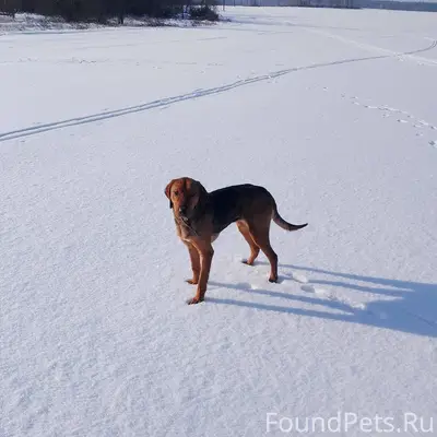 Обращение к охотникам района, ...