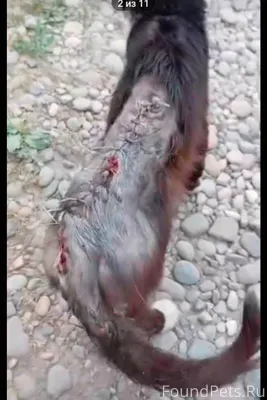 Чеченская республика, село Кур...