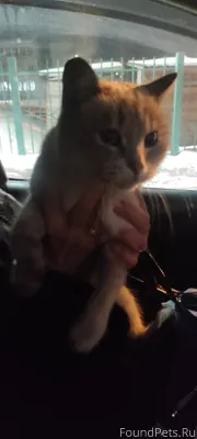 Найдена кошка, район рынка на ...