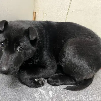 Нашлась потеряшка! В районе Ко...