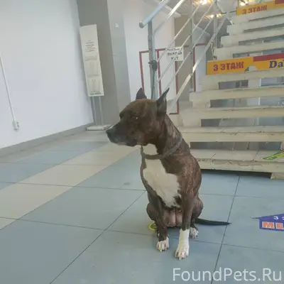 Хозяева НАЙДИТЕСЬ!!! Так нельз...