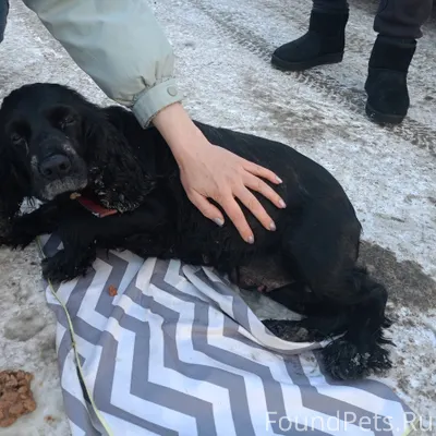 Чья собака? Найдена на парковк...