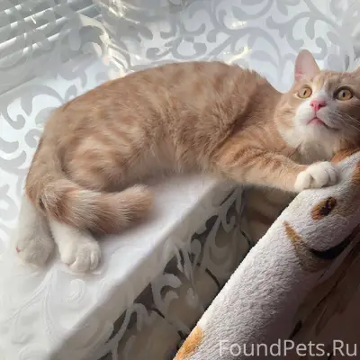 ПРОПАЛ КОТ‼️ Пропал кот на ули...