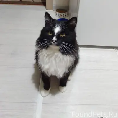 Пропал кот Бижбуляке в районе ...