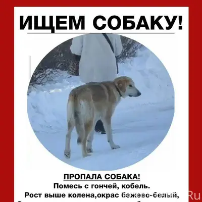 Ищем собаку, территориально Но...