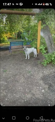 Пропал пес,если увидите напиши...