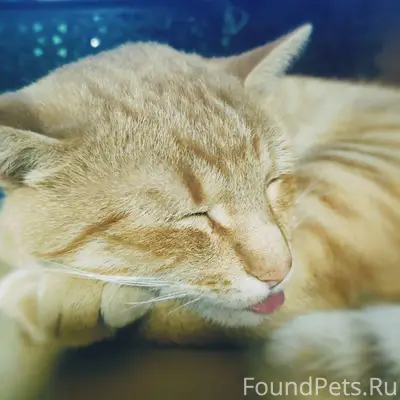 Пропал кот, Рыжик зовут. В рай...