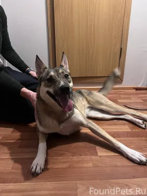 Найдена собака, девочка, возра...