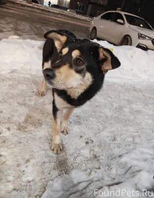 Пропала собака в с.Пестрецы! П...