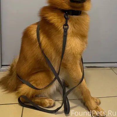 ПРОПАЛА СОБАКА 📌Подольск, СНТ ...