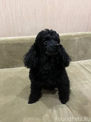 Найдена собака на набережной. ...