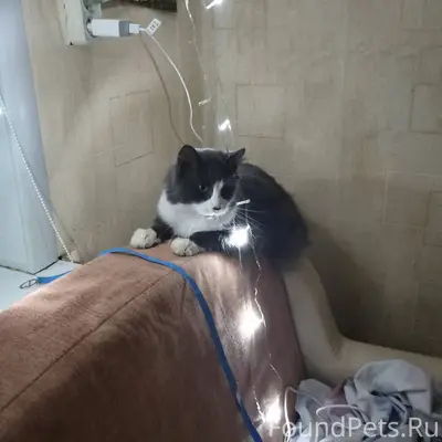 Здравствуйте пропал кот, может...