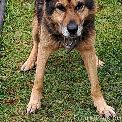 ❗️пропал пес❗️ Убежал немецкий...